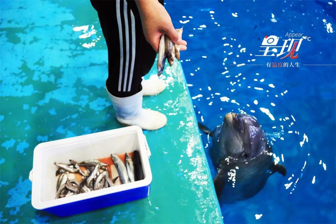 呈现|从海军战士到“海豚恋人”，人鱼相眷，恰似你的温柔……