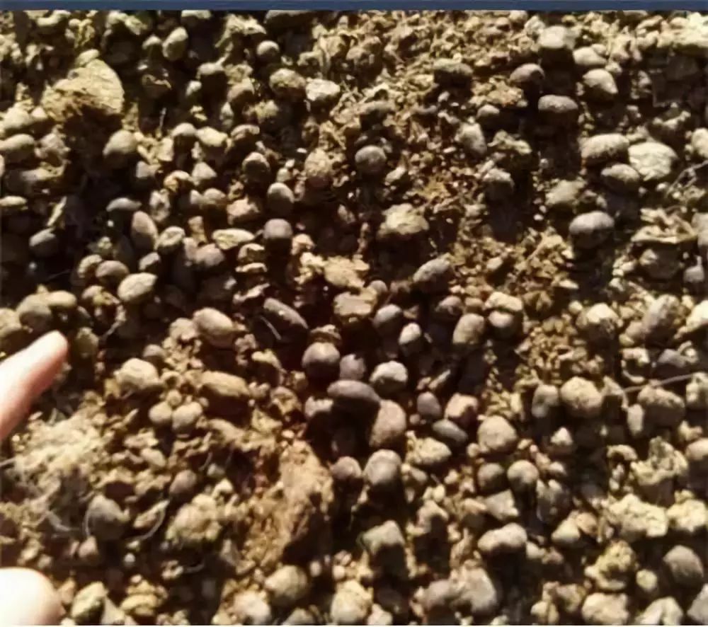 羊粪不用发酵菌怎么发酵,羊粪不发酵可以直接做肥料吗