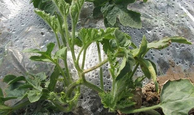 西瓜苗受肥害怎么解,西瓜重茬造成瓜农的损失谁负责