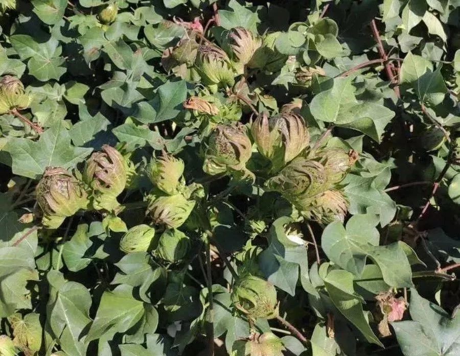 硫酸钾和氯化钾都是钾肥，有啥差别？用法大不同，一定分清