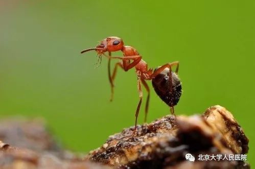 哪些动物咬伤需要预防狂犬病,狂犬病与宠物咬伤的预防与应对