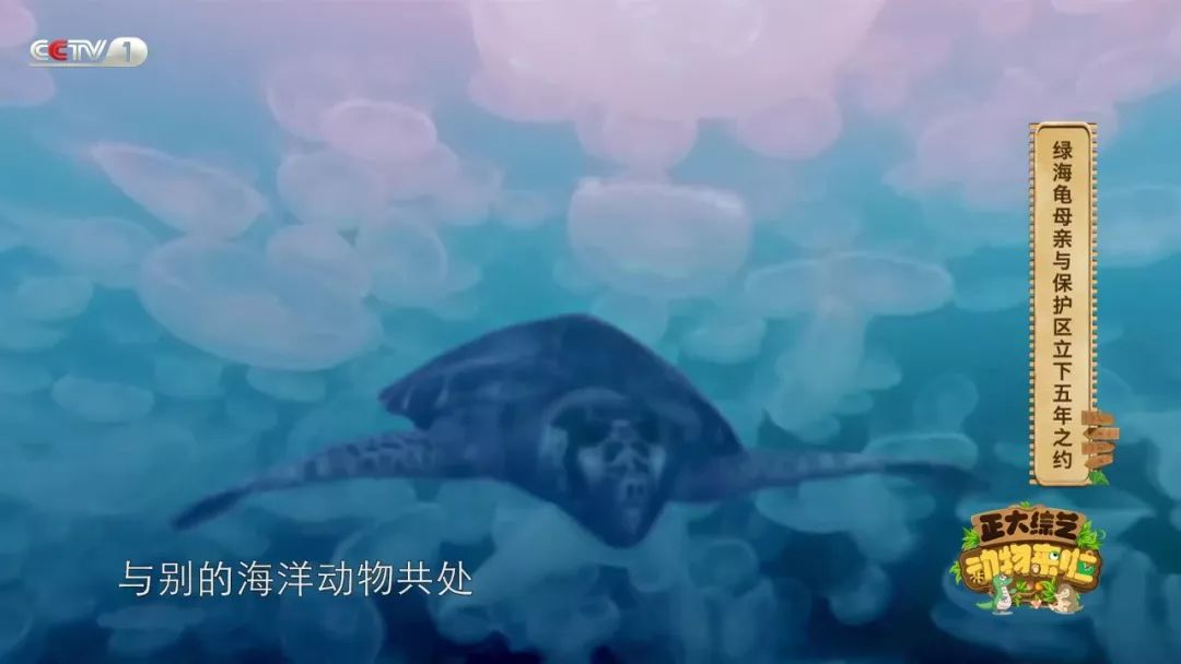 苍蝇为什么喜欢爬行,苍蝇为什么要搓手还把头拧下来玩