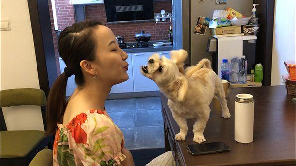 克隆犬一只38万克隆猫25万爱宠“复生”成新兴生意