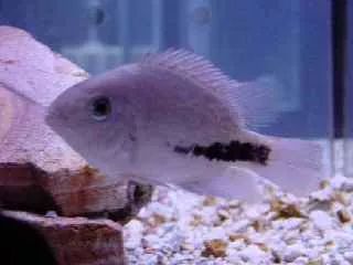 罗汉鱼刚出生图片,罗汉鱼是杂交鱼