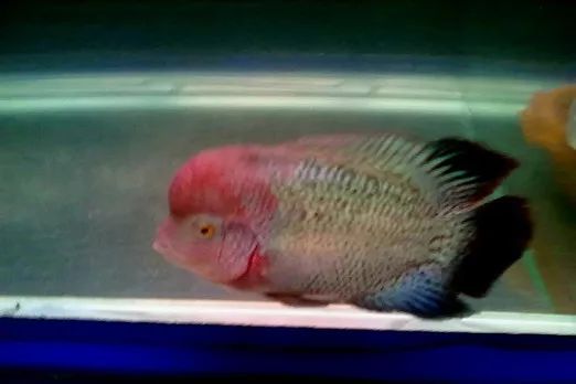 罗汉鱼刚出生图片,罗汉鱼是杂交鱼