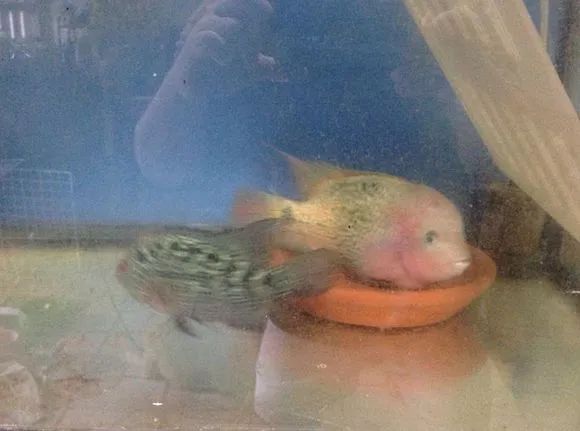 罗汉鱼刚出生图片,罗汉鱼是杂交鱼