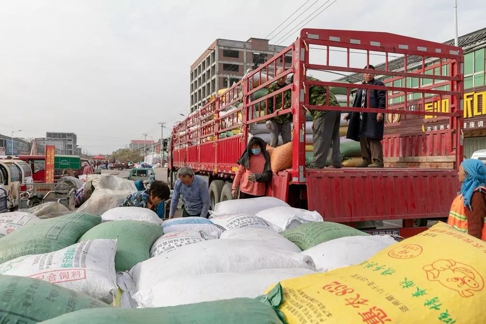 银杏丰收，邳州这个批发市场里忙得不亦乐乎