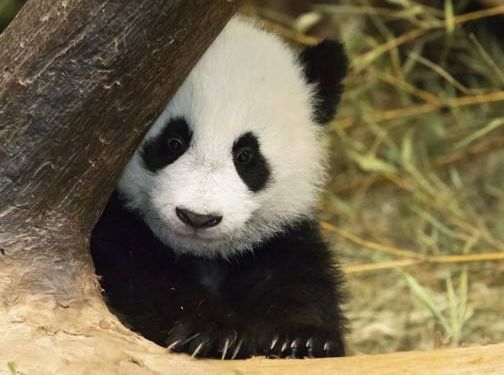 时尚圈已经开始动物保护了！我也不能掉队鸭