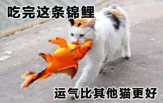 报告老师，我不配选课
