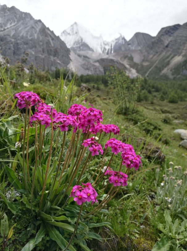 植物过冬用保温棉,冬季房屋防寒小妙招