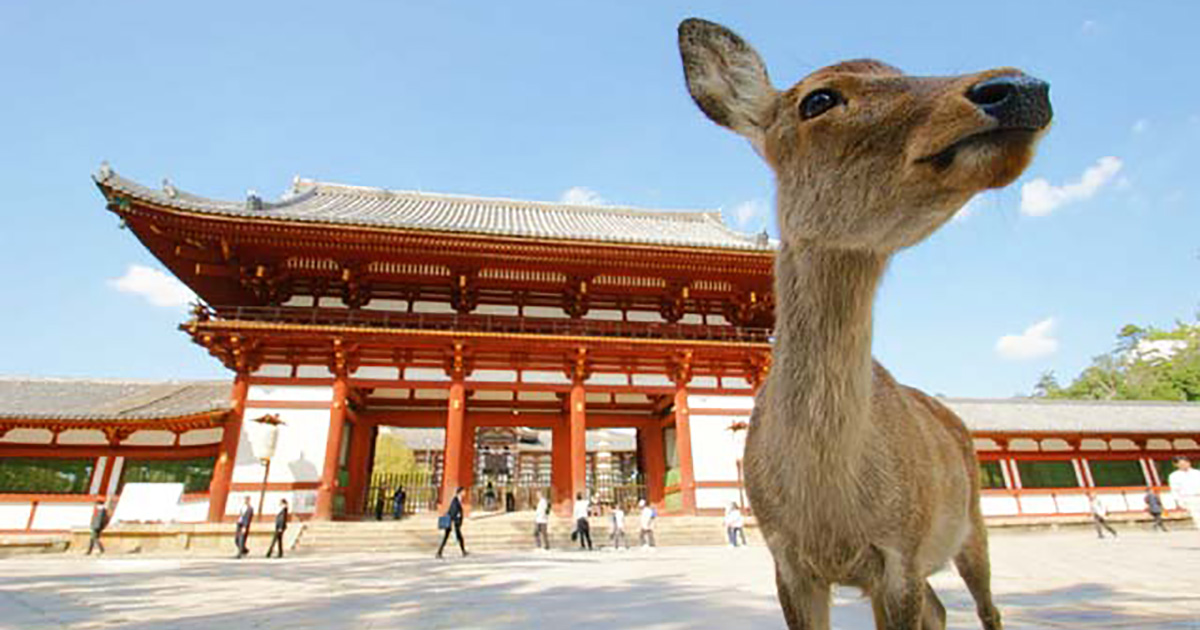 疫情下日本对待中国游客,疫情下旅游业的危机