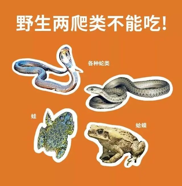 到底什么算是“野味”？