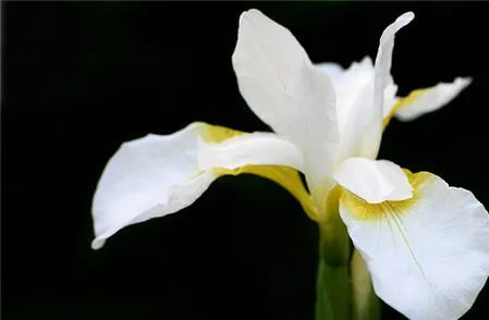 寻香|五彩斑斓的黑算什么，来见识一下五光十色的白