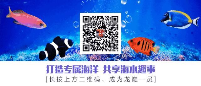 养海缸新手入门小缸,海缸开缸有哪几种方法