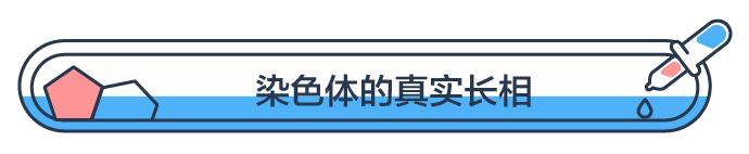 一次射精的DNA，连起来能绕地球多少圈？