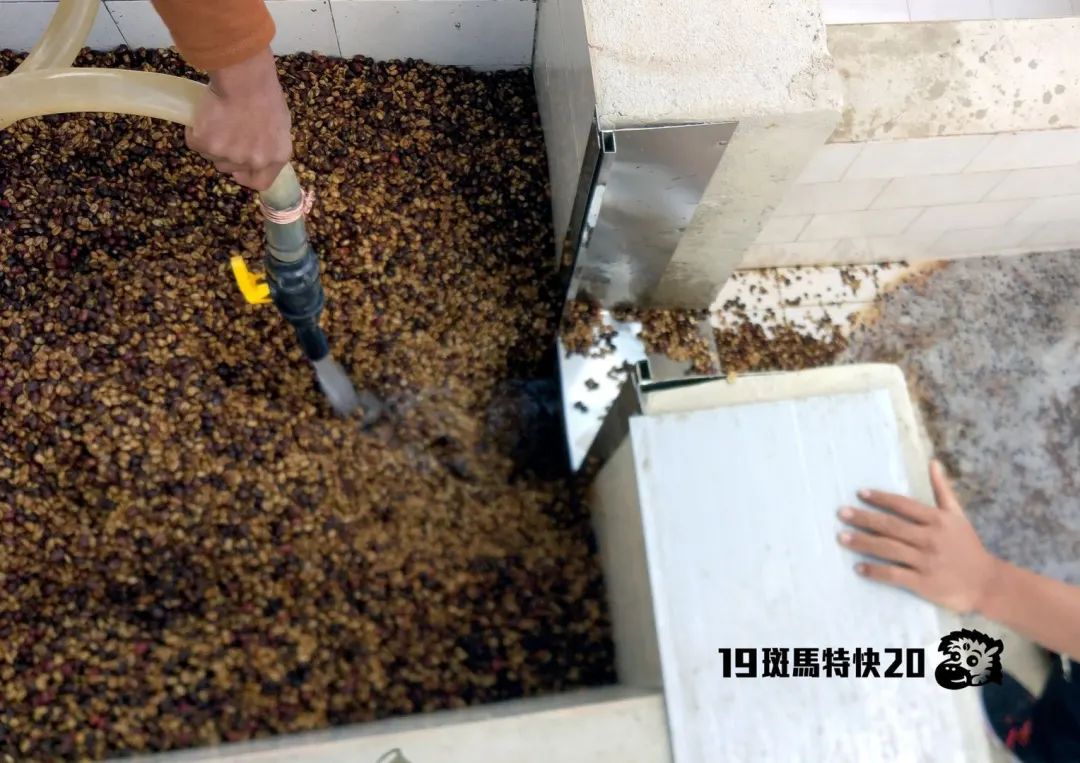 当我们说“这豆子不像云南”的时候，只是我们喝得太少？