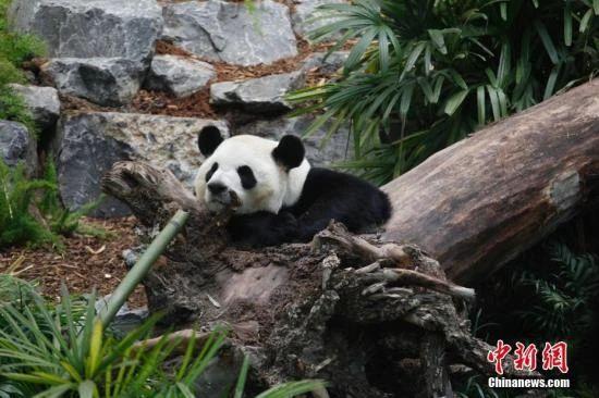 吃不到新鲜竹子，加拿大提前送回两只大熊猫，网友：欢迎回家吃饭
