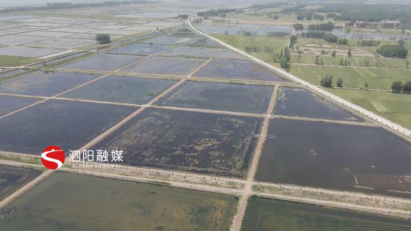 泗阳小龙虾多少钱一斤,宿迁小龙虾养殖基地