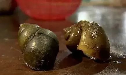 夏天防虫知识100条,夏季防虫叮咬小知识