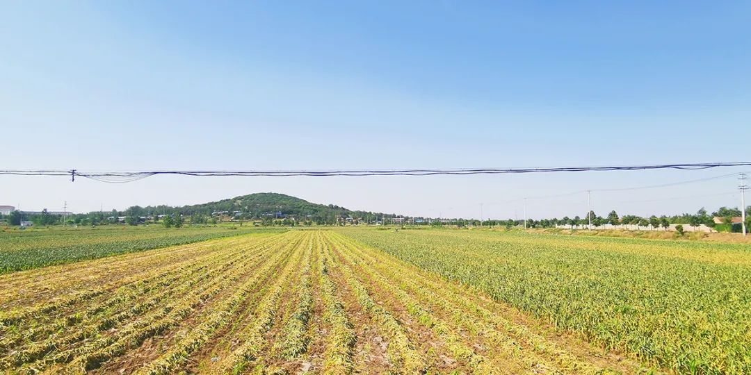 邳州大蒜获地理标志保护,邳州大蒜获得欧盟地理标志保护