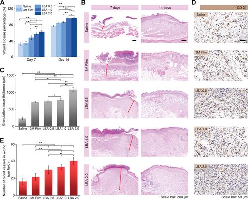 寰愬嘲瑗垮畨浜ゅぇ,瑗垮畨浜ゅぇ寰愬嘲鏁欐巿