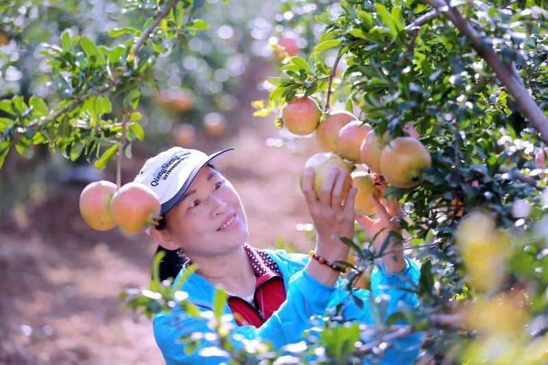 洛阳2020免费采摘春华秋实石榴,临潼石榴采摘攻略