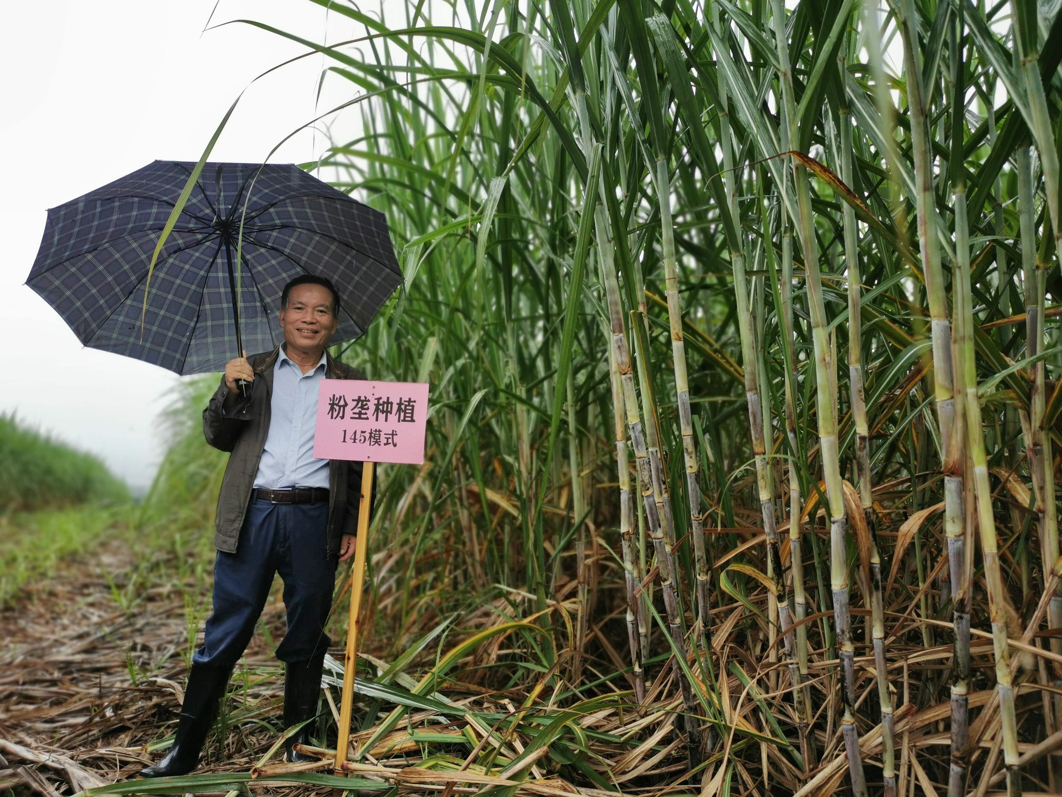 甘蔗地膜种植技术视频,甘蔗新品种育苗法