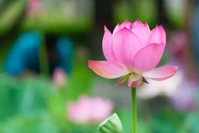 昆明春城秀图片,昆明正宗春城秀