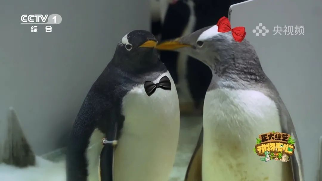 羚王如何展现王的威风？今天18:00档，CCTV-1《正大综艺·动物来啦》带您一探究竟→