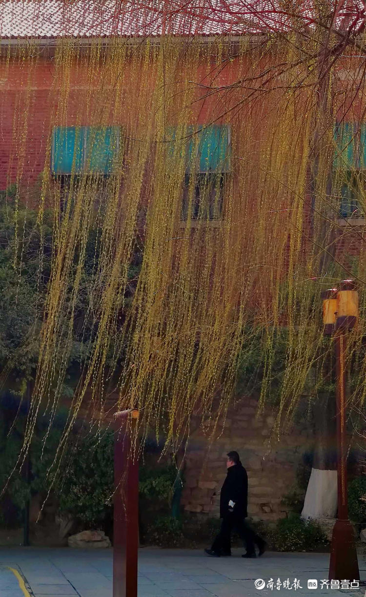 情报站｜暖风吹得游人醉，济南大明湖畔杨柳吐翠春色怡人