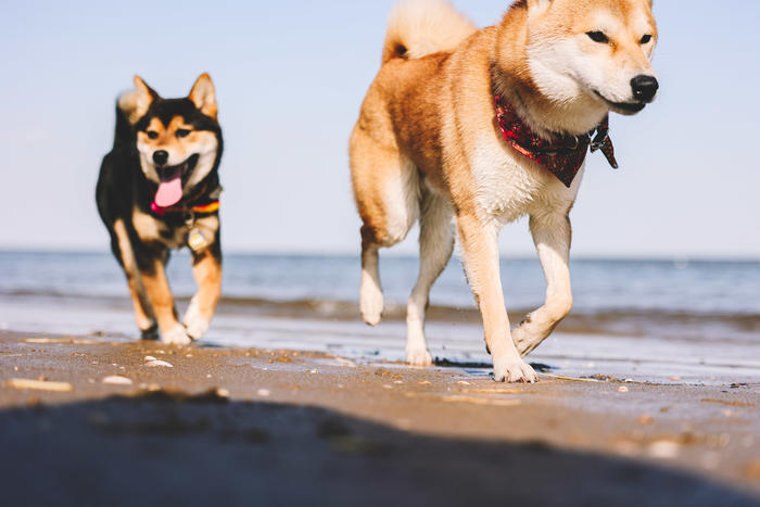 佳能efs18-200mm拍照,佳能微单70-200mm2.8镜头测评