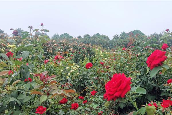 南阳花海欣赏,南阳月季花海的视频