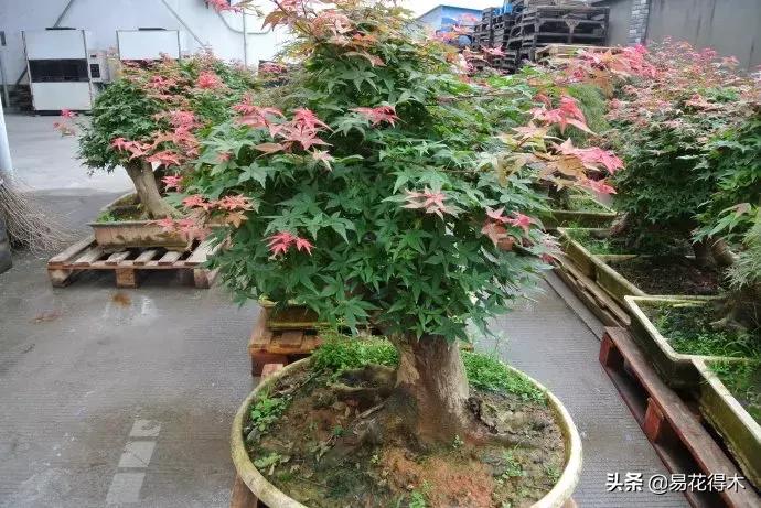唐枫和红枫有什么区别,日本红枫和黄金枫区别
