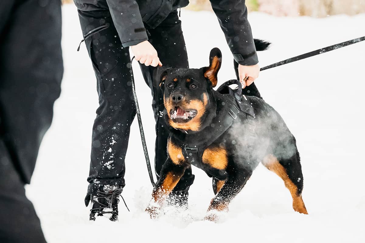 罗威纳犬和拉布拉多哪个适合家养,拉布拉多犬和罗威纳哪个好养