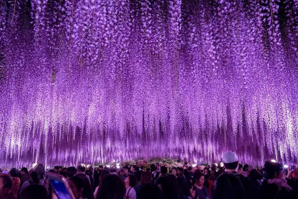 盘点那些年我看过的日本美景,日本美景8k超高清
