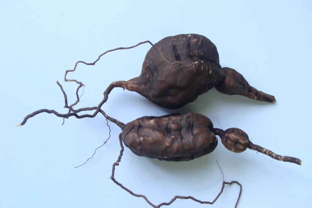 硬核整理！高清中药教材原植物彩*图色**谱（四期）