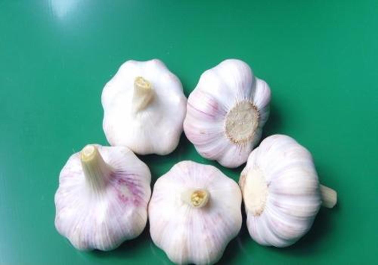 大蒜种植地里喷什么除草剂来除草,大蒜种植有妙招教你一招