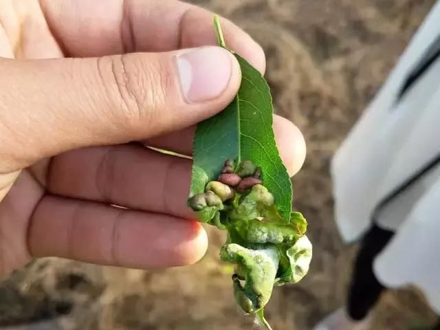 桃树缩叶病杀菌剂,桃树缩叶病用什么农药治疗最好