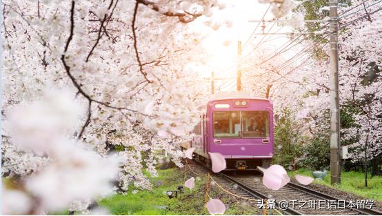 日本樱花季赏樱攻略,樱花季带你去日本看最美的樱花