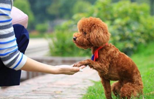 纯种泰迪犬脾气及介绍,纯种泰迪犬串串