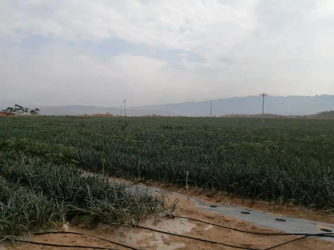 公益林损坏如何处理,关于林地被破坏的情况通报