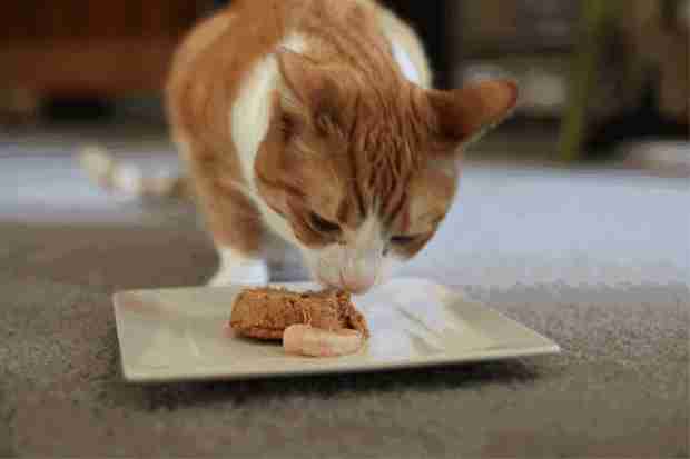 体型小的猫怀孕期间要注意什么,猫长胖只长肚子怎么办