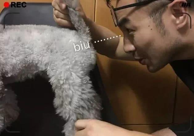 不会给狗狗挤肛门腺？教你几招，轻松解决臭味道来源
