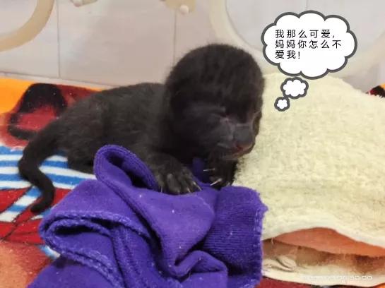 跨越种族的母爱小狗和小猫,跨越种族的母爱狗狗救小猫