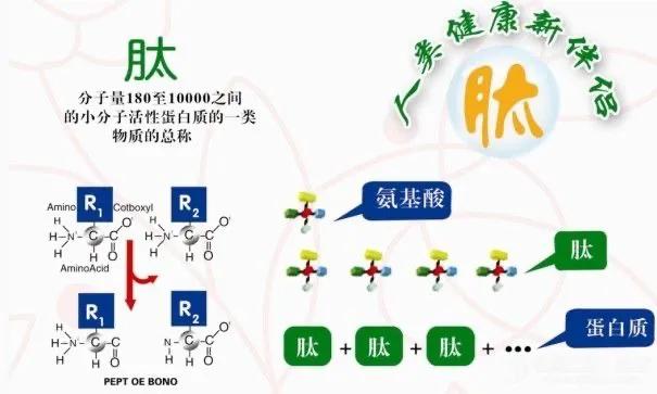 “全员卖肽”到底是社会实践还是利益驱动