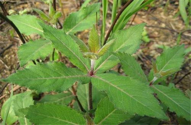 轮叶沙参日晒法,沙参种植技术