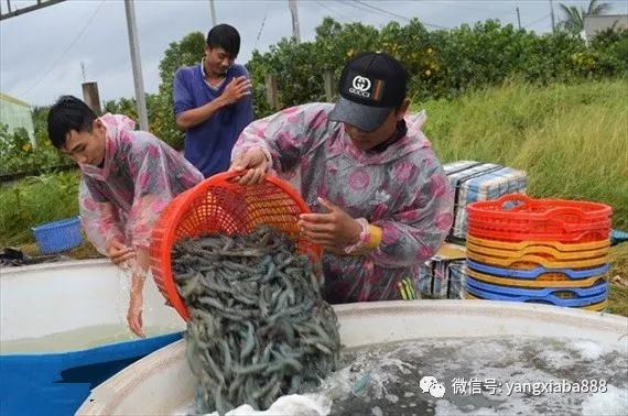虾行业市场前景,2019年虾类行业分析报告