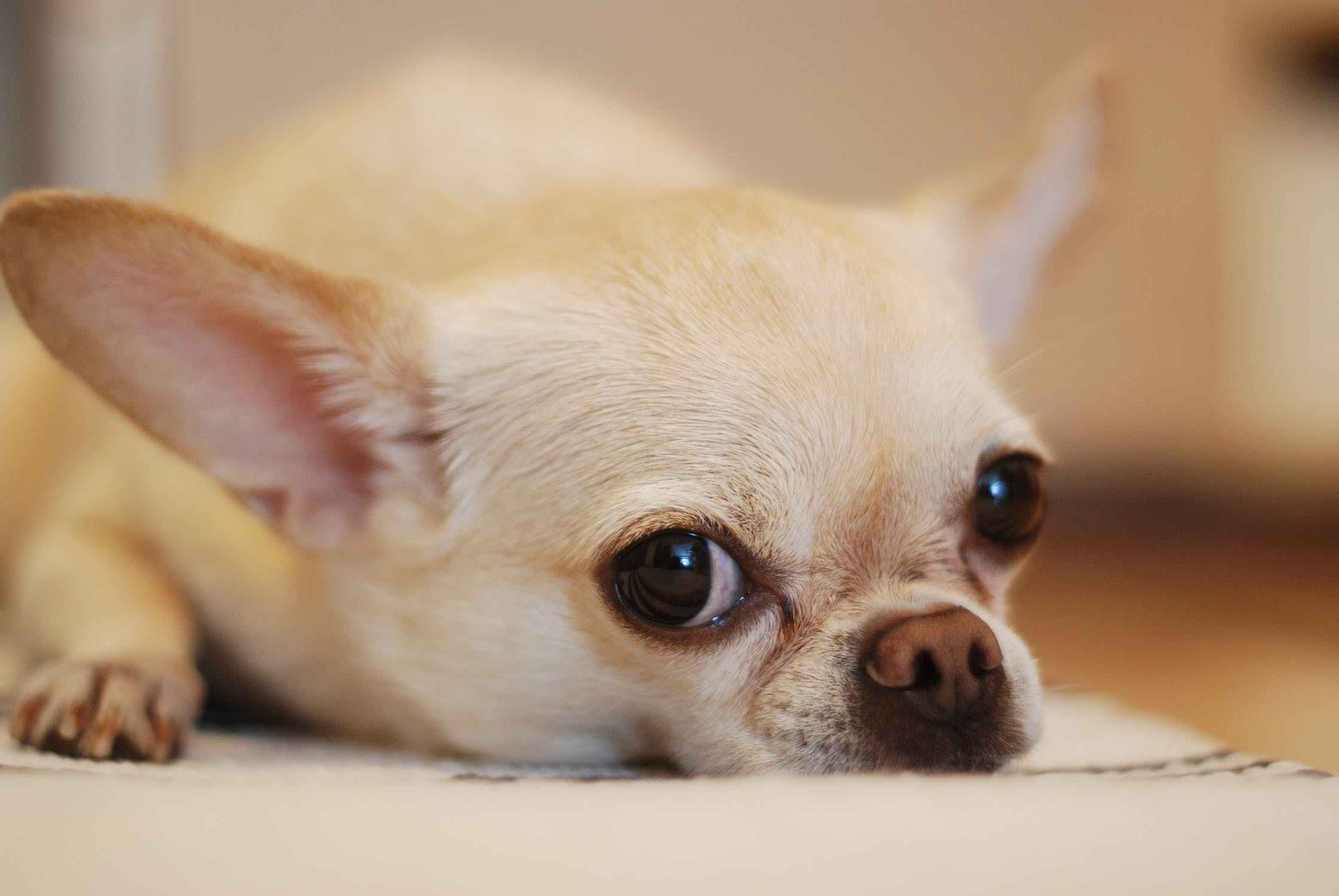茶杯犬被突然吓死主人辟谣,茶杯犬看完你还敢养吗