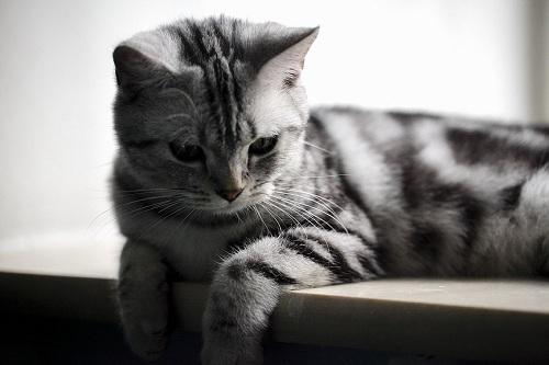 可爱无毛猫视频大全,可爱美短幼崽