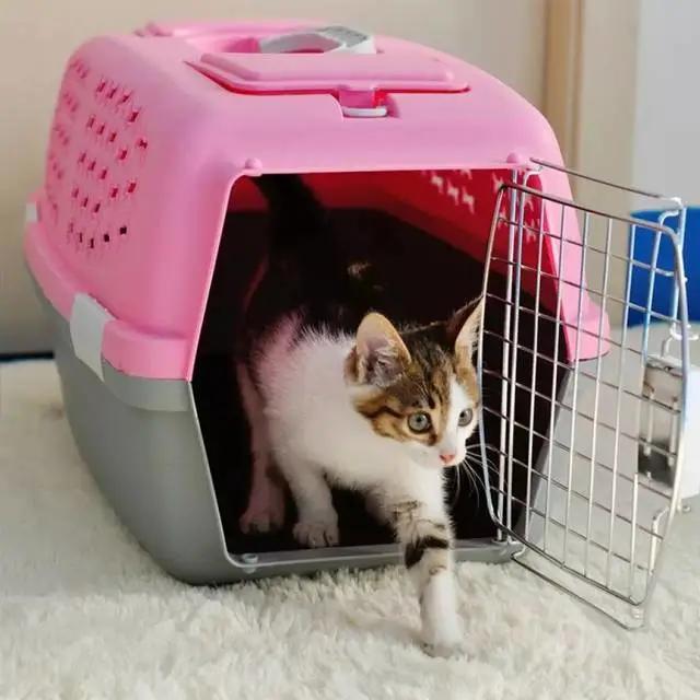 养宠干货|养猫，全方面知识值得一看